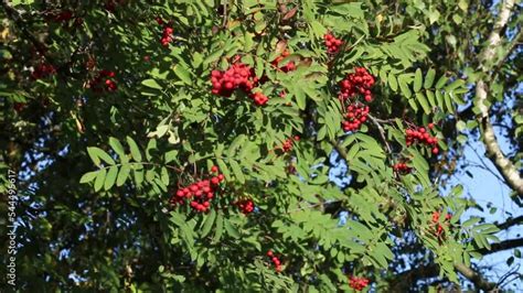 Mountain Ash berries on tree in Autumn. England. Stock Video | Adobe Stock