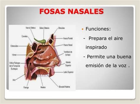 Función de las fosas nasales - Noticias Médicas