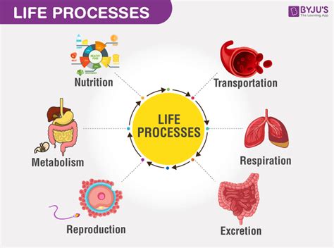 Life processes - Types Of Life processes in Plants and Animals