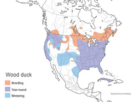 Wood Duck | Types of Ducks & Geese