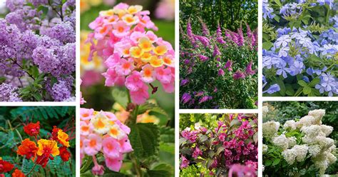 15 Show-Stopping Flowering Shrubs for Full Sun