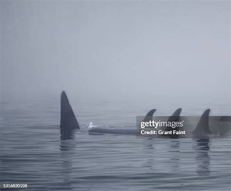 413 Killer Whale Pod Stock Photos, High-Res Pictures, and Images ...