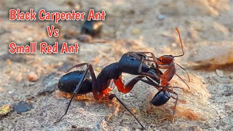 Black Carpenter Ant vs Small Red Ant Epic Fight | Wildlife Encounter ...