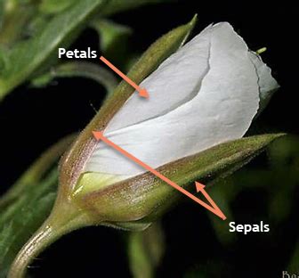 Plant Sepal