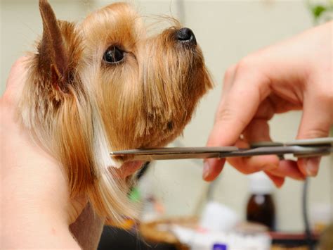 Pros and Cons of Starting a Mobile Dog Grooming Business on a Trailer ...