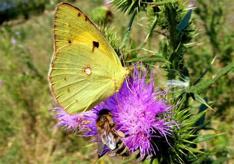 Free photo: Brimstone Butterfly - Animal, Brimstone, Butterfly - Free ...