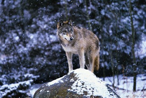 15 Animals That Live in the Taiga