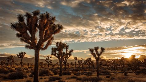 Sunset at Joshua Tree National Park. (Photo credit to Cedric Letsch ...