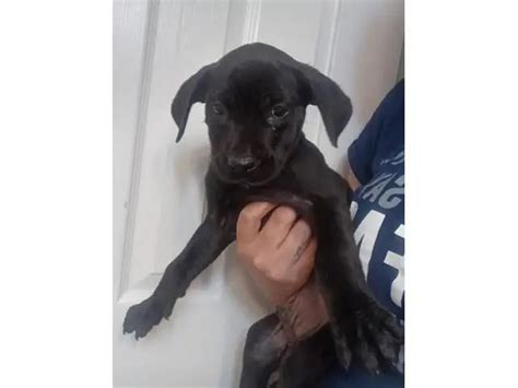 Beautiful Solid Black Boxador puppies - Puppies for Sale Near Me