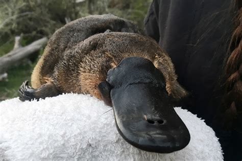 Drying habitat makes Australia's platypus vulnerable, scientists say ...