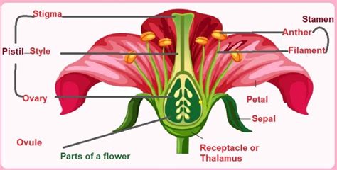 The Flower - PCSSTUDIES Biology