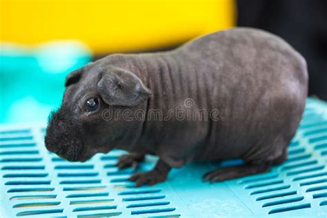 Hairless Guinea Pig stock photo. Image of skinny, friendship - 123715914