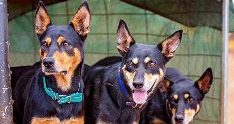 Australian Kelpie Breeders Australia | Australian Kelpie Info & puppies