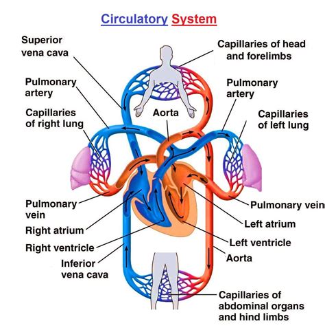 Label The Parts Of The Circulatory System