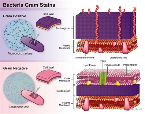 Identification of bacteria using staining techniques: Differential Staining