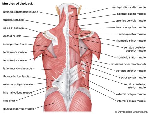 Gluteus maximus | anatomy | Britannica