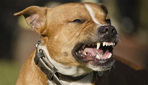 Dog Teeth Chattering: 3 Surprising Causes (& What To Do!)