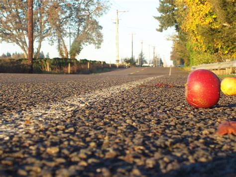 Fall Apples, Roadside | Ain't Complicated