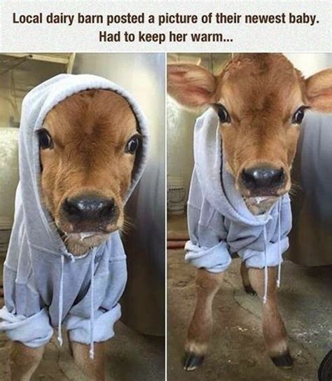 30 Of Today’s Freshest Pics And Memes | Cute baby animals, Baby cows ...