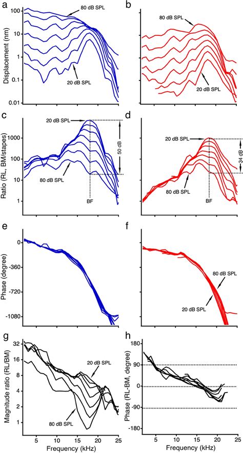 The reticular lamina and basilar membrane vibrations measured from a ...