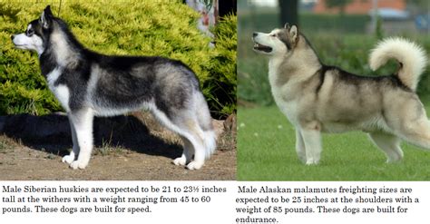 difference between husky and malamute - Daily Dog Discoveries