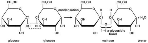 Glycosidic Bond Formation