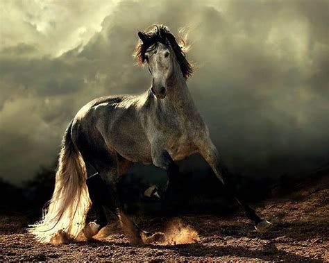 Pin by Adriana Posada on Nature | Horses, Most beautiful horses, Horse ...