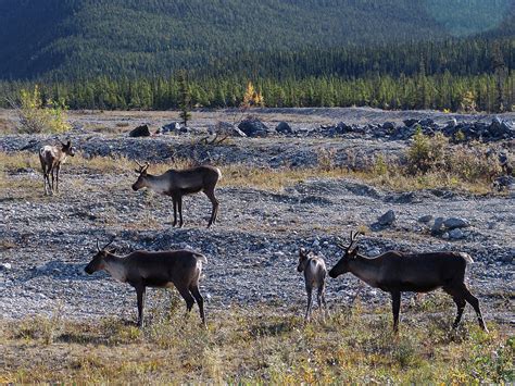 Caribou Herd Photograph by Robert Braley