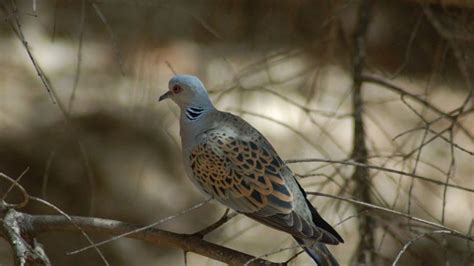 Turtle doves nest behind station | Rye News