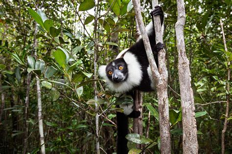 Lemur extinctions in Madagascar leave behind doomed orphan trees | New ...