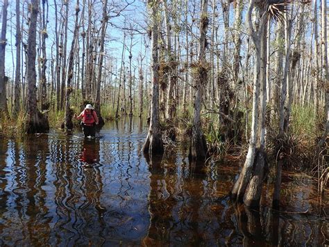 Swamp Walks in Florida – Florida Hikes