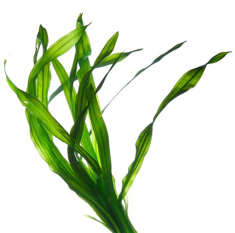 Free Seaweed, Download Free Seaweed png images, Free ClipArts on ...