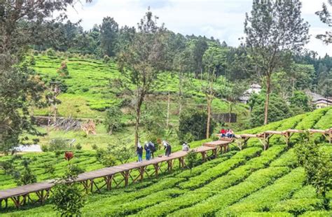 Gunung Mas Puncak Bogor, Rekomendasi Wisata Alam Kekinian di Bogor ...