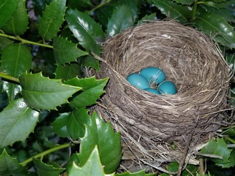 Top 20+ Do Robins Reuse Their Nest