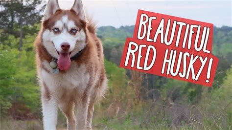 Red And White Husky: Thú Cưng Tuyệt Đẹp Trong Màu Đỏ Và Trắng