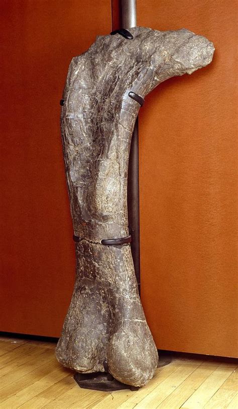 Apatosaurus dinosaur, fossil thigh bone Photograph by Science Photo ...