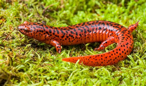 Species Spotlight: Northern Red Salamander – Mohonk Preserve – Medium