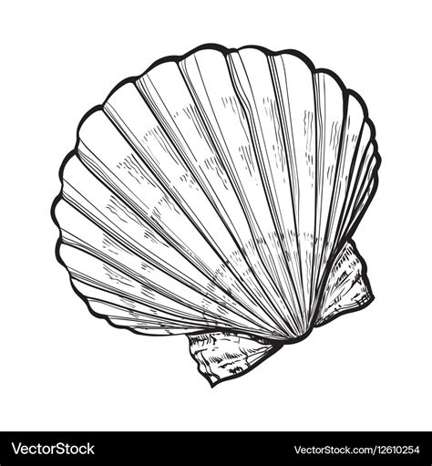 Saltwater scallop sea shell isolated sketch style Vector Image