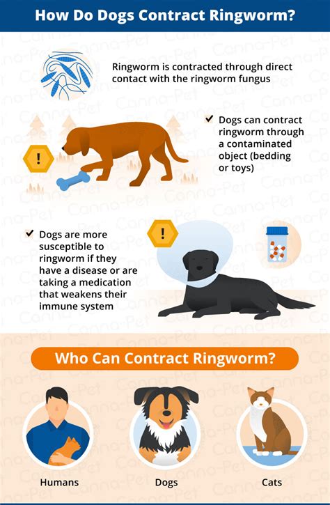 How Is Ringworm Diagnosed In Dogs