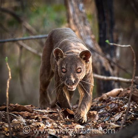 Saving Madagascar's largest carnivorous mammal: the fossa