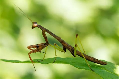 Carolina Mantis: Care, Info, Facts, Pictures & More! | ThePetFAQ