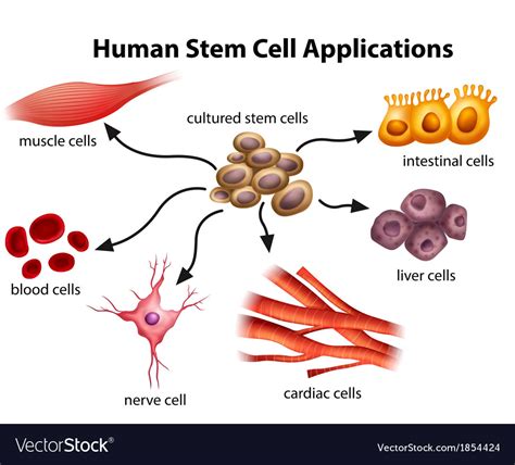 Human stem cell applications Royalty Free Vector Image