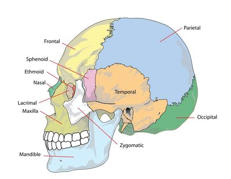 Human skull side bones graphical model, Temporal bone is shown in the ...