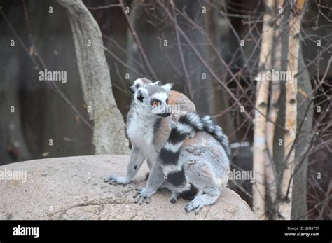 The animals of the zoo of Skansen Stock Photo - Alamy