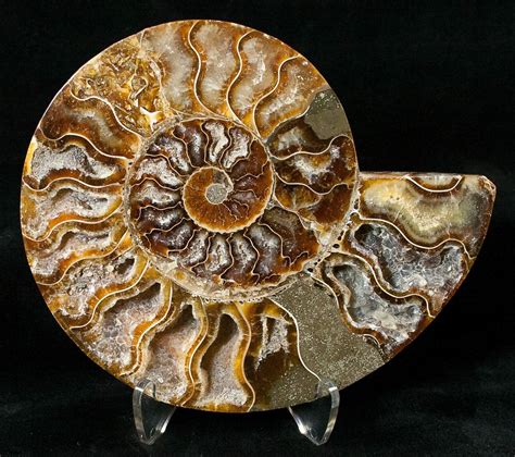 5.3" Crystal Filled Ammonite Fossil (Half) (#15986) For Sale ...