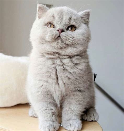 Scottish Straight cats | Cute cats and kittens, British shorthair ...