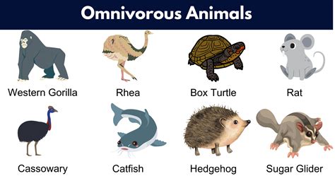 Omnivorous Animals Examples And Fun Facts, 43% OFF