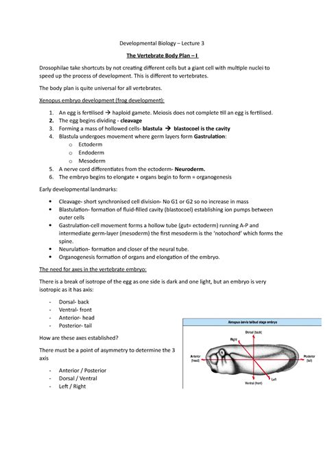 The Vertebrate Body Plan – I - This is different to vertebrates. The ...