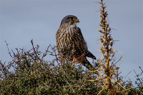 6 New Zealand Falcon Facts - New Zealand Nature Guy