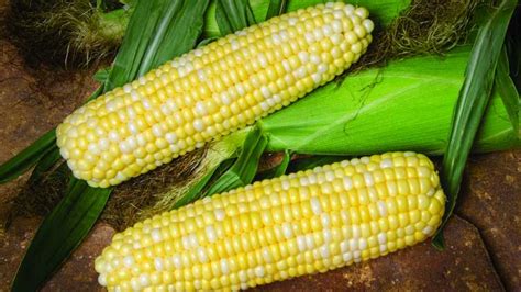 22 of the Latest Sweet Corn Varieties [slideshow] - Growing Produce